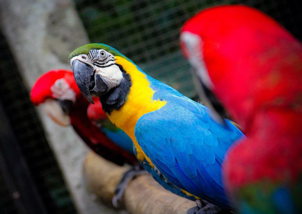 Arara-canind&eacute; entre duas araras-vermelhas, no Parque das Aves, em <a href="https://viajeaqui.abril.com.br/cidades/br-pr-foz-do-iguacu" rel="Foz do Igua&ccedil;u" target="_self">Foz do Igua&ccedil;u</a>