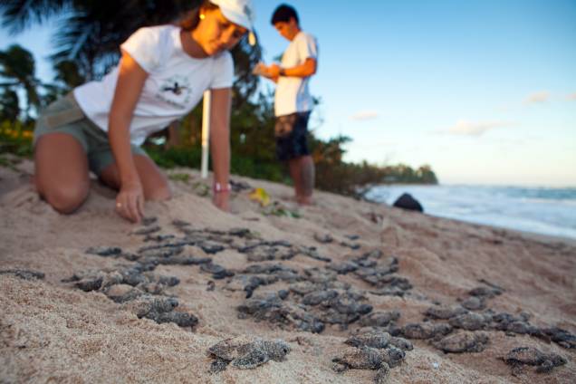 Equipe do <strong>Tamar </strong>monitora filhotes de tartarugas após a <strong>abertura de ninho. </strong>A atividade pode ser acompanhada nos centros de visitantes das bases localizadas em áreas de reprodução (Bahia, Sergipe, Rio Grande do Norte, Espírito Santo e Rio de Janeiro). A temporada de desova vai de setembro a março, mas o melhor período para ver os filhotes é entre novembro e fevereiro Equipe do <strong>Tamar </strong>monitora filhotes de tartarugas após a <strong>abertura de ninho. </strong>A atividade pode ser acompanhada nos centros de visitantes das bases localizadas em áreas de reprodução (Bahia, Sergipe, Rio Grande do Norte, Espírito Santo e Rio de Janeiro). A temporada de desova vai de setembro a março, mas o melhor período para ver os filhotes é entre novembro e fevereiro