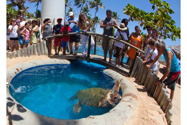 Centro de Visitantes do<strong> <a href="https://viajeaqui.abril.com.br/estabelecimentos/br-ba-praia-do-forte-atracao-projeto-tamar" rel="Projeto Tamar" target="_blank">Projeto Tamar</a> </strong>na <a href="https://viajeaqui.abril.com.br/cidades/br-ba-praia-do-forte" rel="Praia do Forte" target="_blank">Praia do Forte</a>, <a href="https://viajeaqui.abril.com.br/estados/br-bahia" rel="Bahia" target="_blank">Bahia</a> Centro de Visitantes do<strong> <a href="https://viajeaqui.abril.com.br/estabelecimentos/br-ba-praia-do-forte-atracao-projeto-tamar" rel="Projeto Tamar" target="_blank">Projeto Tamar</a> </strong>na <a href="https://viajeaqui.abril.com.br/cidades/br-ba-praia-do-forte" rel="Praia do Forte" target="_blank">Praia do Forte</a>, <a href="https://viajeaqui.abril.com.br/estados/br-bahia" rel="Bahia" target="_blank">Bahia</a>