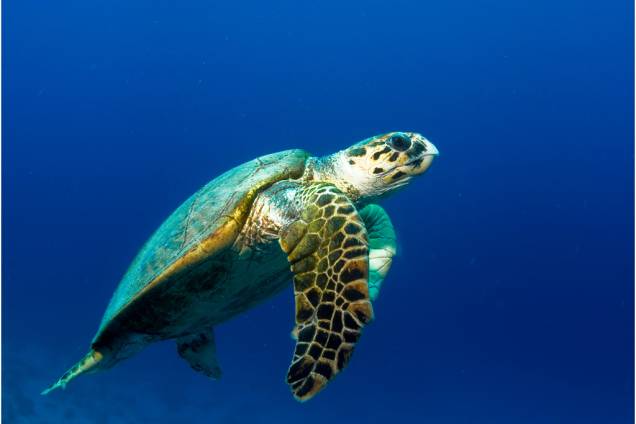 A <strong>tartaruga-de-pente </strong>(<em>Eretmochelys imbricata</em>) se encontra <strong>criticamente <a href="https://viajeaqui.abril.com.br/materias/fotos-de-animais-ameacados-de-extincao" rel="ameaçada de extinção" target="_blank">ameaçada de extinção</a></strong> segundo a <a href="https://viajeaqui.abril.com.br/materias/lista-vermelha-das-especies-ameacadas-da-iucn" rel="IUCN" target="_blank">IUCN</a> (União Internacional para a Conservação da Natureza, na sigla em inglês) A <strong>tartaruga-de-pente </strong>(<em>Eretmochelys imbricata</em>) se encontra <strong>criticamente <a href="https://viajeaqui.abril.com.br/materias/fotos-de-animais-ameacados-de-extincao" rel="ameaçada de extinção" target="_blank">ameaçada de extinção</a></strong> segundo a <a href="https://viajeaqui.abril.com.br/materias/lista-vermelha-das-especies-ameacadas-da-iucn" rel="IUCN" target="_blank">IUCN</a> (União Internacional para a Conservação da Natureza, na sigla em inglês)