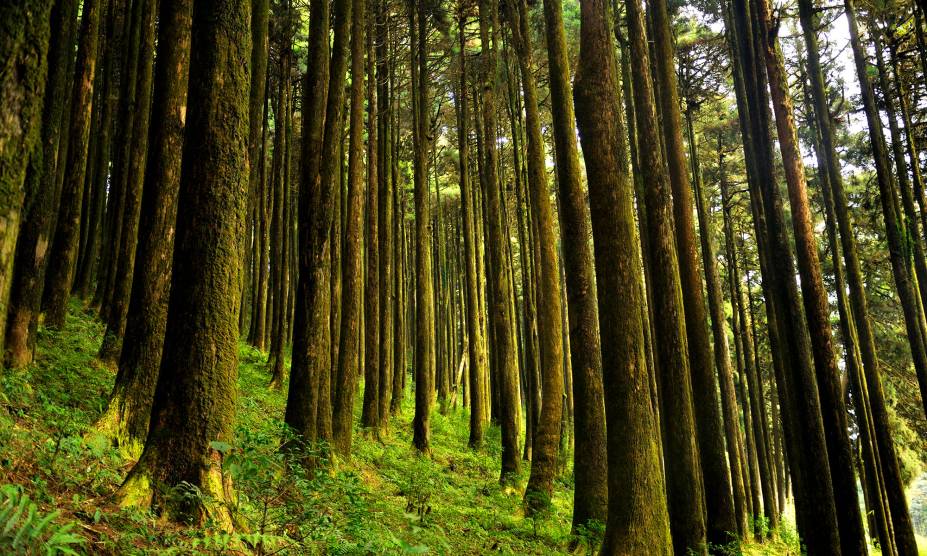 <strong>28. Dow Hill, Bengala Ocidental, <a href="https://viajeaqui.abril.com.br/paises/india" rel="Índia." target="_self">Índia</a></strong> Não se deixe enganar pela extensa área verde que cobre a região. Por volta do século 19, um colégio intitulado The Victoria Boys School foi construído em seus arredores, iniciando uma série de rumores sobre fantasmas que andavam pelas suas salas. E é nas trilhas dessa floresta que o mito mais sinistro se concentra: moradores alegam que o fantasma de um garoto sem cabeça assombra quem ousar visitá-la, invadindo até mesmo os sonhos da vítima. Praticamente um Freddy Krueger indiano. <strong>28. Dow Hill, Bengala Ocidental, <a href="https://viajeaqui.abril.com.br/paises/india" rel="Índia." target="_self">Índia</a></strong> Não se deixe enganar pela extensa área verde que cobre a região. Por volta do século 19, um colégio intitulado The Victoria Boys School foi construído em seus arredores, iniciando uma série de rumores sobre fantasmas que andavam pelas suas salas. E é nas trilhas dessa floresta que o mito mais sinistro se concentra: moradores alegam que o fantasma de um garoto sem cabeça assombra quem ousar visitá-la, invadindo até mesmo os sonhos da vítima. Praticamente um Freddy Krueger indiano.