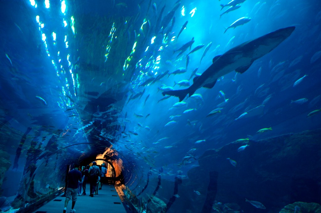 O incr&iacute;vel Dubai Aquarium fica dentro do maior shopping center do mundo, o Dubai Mall