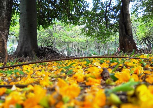 Tapete de flores no <a href="https://viajeaqui.abril.com.br/estabelecimentos/br-sp-sao-paulo-atracao-parque-do-ibirapuera" rel="Parque do Ibirapuera" target="_blank">Parque do Ibirapuera</a>, <a href="https://viajeaqui.abril.com.br/cidades/br-sp-sao-paulo" rel="São Paulo" target="_blank">São Paulo</a> Tapete de flores no <a href="https://viajeaqui.abril.com.br/estabelecimentos/br-sp-sao-paulo-atracao-parque-do-ibirapuera" rel="Parque do Ibirapuera" target="_blank">Parque do Ibirapuera</a>, <a href="https://viajeaqui.abril.com.br/cidades/br-sp-sao-paulo" rel="São Paulo" target="_blank">São Paulo</a>