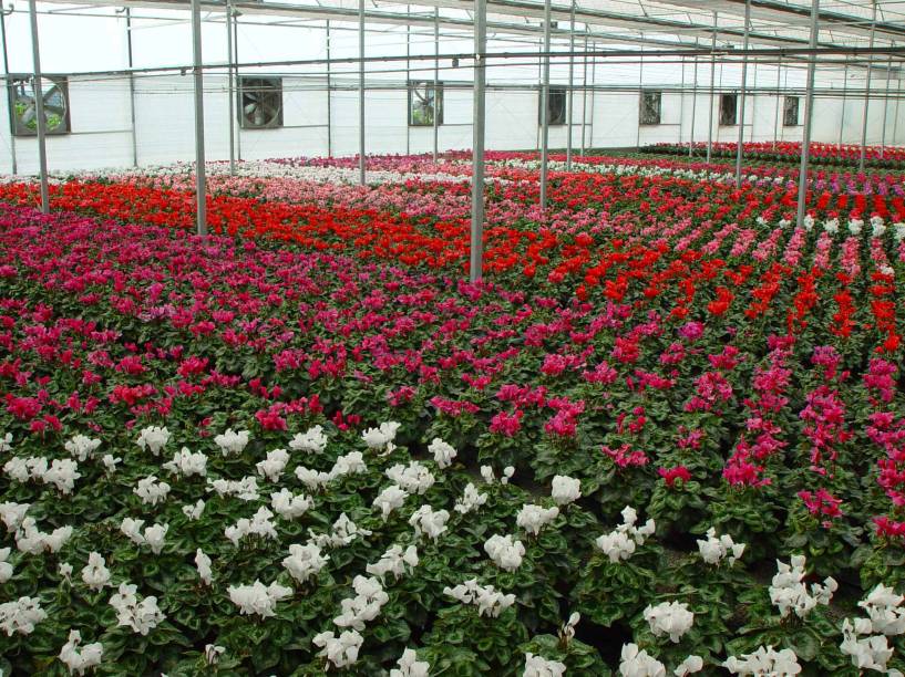 Campos de Flores Campos de Flores