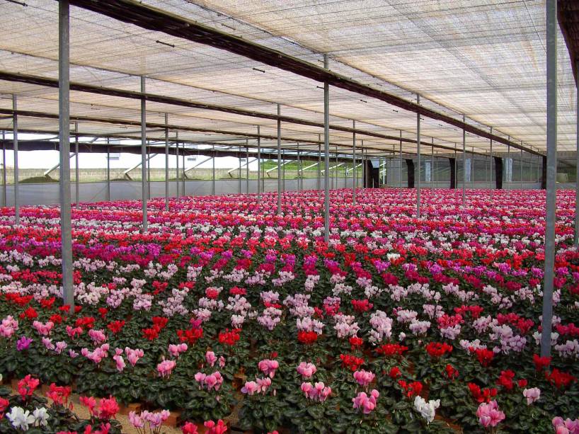 Campos de Flores Campos de Flores