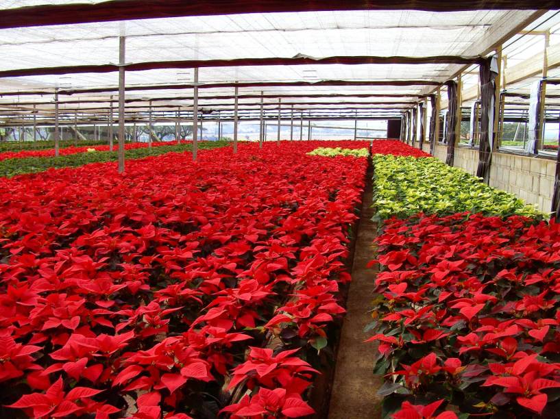 Campos de Flores Campos de Flores