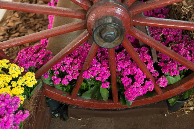 A atual edição do evento marca o retorno de flores de jardim como tendência do setor A atual edição do evento marca o retorno de flores de jardim como tendência do setor