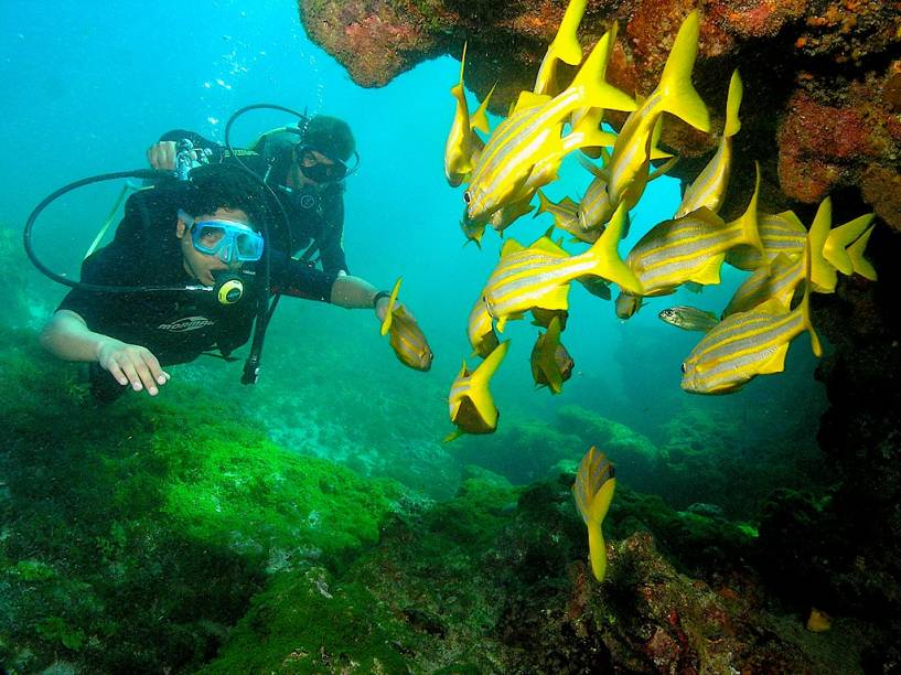 <strong>Fernando de Noronha (PE) </strong> As praias mais bonitas do Brasil (e quem sabe do mundo inteiro) estão neste arquipélago que é preservado como Parque Nacional Marinho. Em Fernando de Noronha, é possível nadar com golfinhos, mergulhar com tartarugas marinhas, mergulhar em um dos melhores pontos de mergulho do mundo, observar a efervescente vida marinha do arquipélago e os incríveis pores e nasceres do sol em meio à natureza bruta. Não é um destino barato devido ao acesso difícil e às regras de preservação do parque, mas vale a pena economizar um pouco mais e realizar essa viagem de sonho. <a href="https://www.booking.com/searchresults.pt-br.html?aid=332455&lang=pt-br&sid=14fcbdfa23db223e04a3ec34ecada6b2&sb=1&src=searchresults&src_elem=sb&error_url=https%3A%2F%2Fwww.booking.com%2Fsearchresults.pt-br.html%3Faid%3D332455%3Bsid%3D14fcbdfa23db223e04a3ec34ecada6b2%3Bcity%3D900051096%3Bclass_interval%3D1%3Bdest_id%3D-644296%3Bdest_type%3Dcity%3Bdtdisc%3D0%3Bgroup_adults%3D2%3Bgroup_children%3D0%3Binac%3D0%3Bindex_postcard%3D0%3Blabel_click%3Dundef%3Bno_rooms%3D1%3Boffset%3D0%3Bpostcard%3D0%3Braw_dest_type%3Dcity%3Broom1%3DA%252CA%3Bsb_price_type%3Dtotal%3Bsearch_selected%3D1%3Bsrc%3Dsearchresults%3Bsrc_elem%3Dsb%3Bss%3DGalinhos%252C%2520Rio%2520Grande%2520do%2520Norte%252C%2520Brasil%3Bss_all%3D0%3Bss_raw%3DGalinhos%3Bssb%3Dempty%3Bsshis%3D0%3Bssne_untouched%3DGuaramiranga%26%3B&ss=Fernando+de+Noronha%2C+Pernambuco%2C+Brasil&ssne=Galinhos&ssne_untouched=Galinhos&city=-644296&checkin_monthday=&checkin_month=&checkin_year=&checkout_monthday=&checkout_month=&checkout_year=&no_rooms=1&group_adults=2&group_children=0&highlighted_hotels=&from_sf=1&ss_raw=fernando+&ac_position=0&ac_langcode=xb&dest_id=900048482&dest_type=city&search_pageview_id=093695e12cfd03fa&search_selected=true&search_pageview_id=093695e12cfd03fa&ac_suggestion_list_length=5&ac_suggestion_theme_list_length=0" target="_blank" rel="noopener"><em>Busque hospedagens em Noronha</em></a>