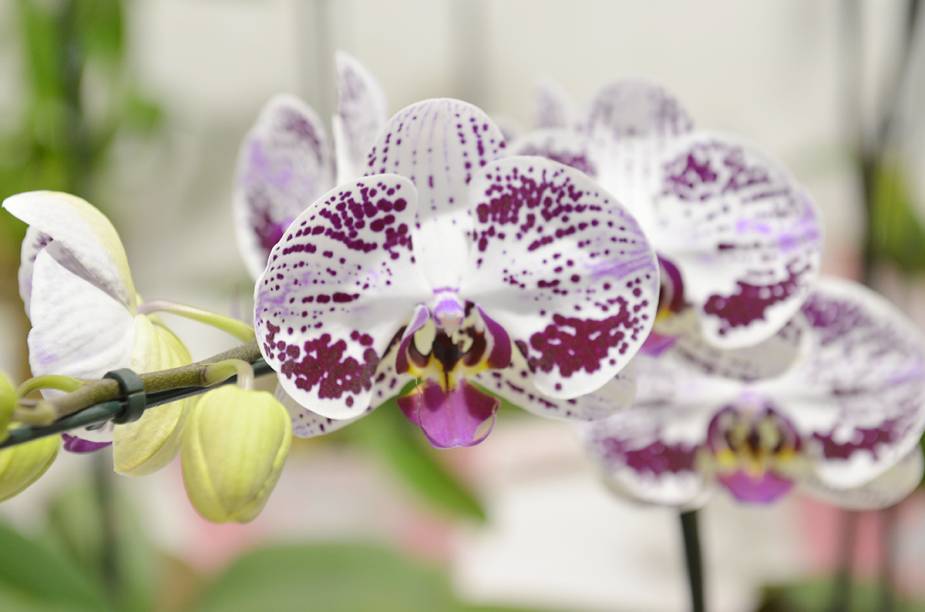 Edição de 2014 Edição de 2014