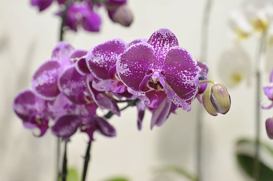 Mais de 1 milhão de flores decoram o festival Mais de 1 milhão de flores decoram o festival