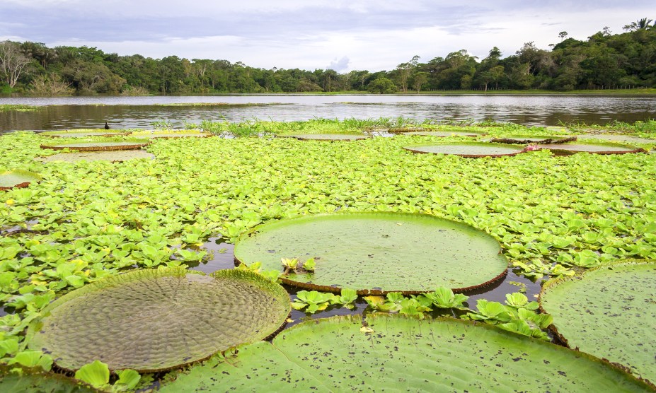 <strong>13. Floresta Amazônica, <a href="https://viajeaqui.abril.com.br/continentes/america-do-sul" rel="América do Sul" target="_self">América do Sul</a></strong>            Citar florestas encantadas e não incluir a nossa Amazônia seria uma heresia. Afinal, ela é a maior floresta tropical do mundo e ocupa 49% do <a href="https://viajeaqui.abril.com.br/brasil-de-a-z" rel="nosso território" target="_self">território brasileiro</a>, segundo a ONG Greenpeace, e sua área total também abraça o <a href="https://viajeaqui.abril.com.br/paises/peru" rel="Peru" target="_self">Peru</a> e a <a href="https://viajeaqui.abril.com.br/paises/colombia" rel="Colômbia" target="_self">Colômbia</a>. O espírito selvagem desse lugar abriga milhares de espécies de animais e plantas. Uma delas, inclusive, carrega uma das lendas mais lindas do folclore brasileiro. Conta-se que uma índia apaixonou-se pela Lua, conhecida pelas tribos da América do Sul como um deus que enamorava belas jovens e as levava consigo como estrelas. Obcecada pela ideia de ser escolhida, a jovem acabou se afogando em um lago ao acreditar que o reflexo dela seria a personificação do deus na Terra. Comovida com a história da bela índia, a Lua teria decidido transformá-la em uma estrela diferente: a vitória-régia (foto), cujas flores perfumadas ganham vida ao anoitecer.