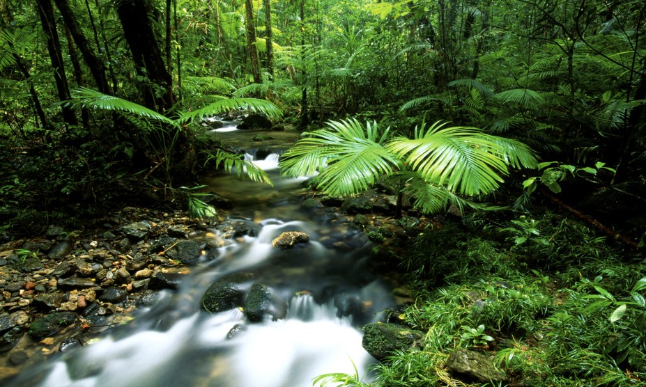 <strong>29. Floresta Daintree, <a href="https://viajeaqui.abril.com.br/paises/australia" rel="Austrália" target="_self">Austrália</a></strong>            Só o nome da floresta já inspira boas histórias: ele é uma homenagem ao geólogo e fotógrafo Richard Daintree, que descobriu a região e realizou trabalhos importantes por ali. O ecoturismo da reserva é um dos pontos fortes da Austrália, com paisagens que impressionam por sua beleza. Seu ecossistema é considerado um dos mais expressivos do mundo, que inclui uma quantidade impressionante de espécies de plantas, árvores e animais. Vale, inclusive, fazer uma visita guiada no entorno de seus lagos e observar os crocodilos que moram ali.