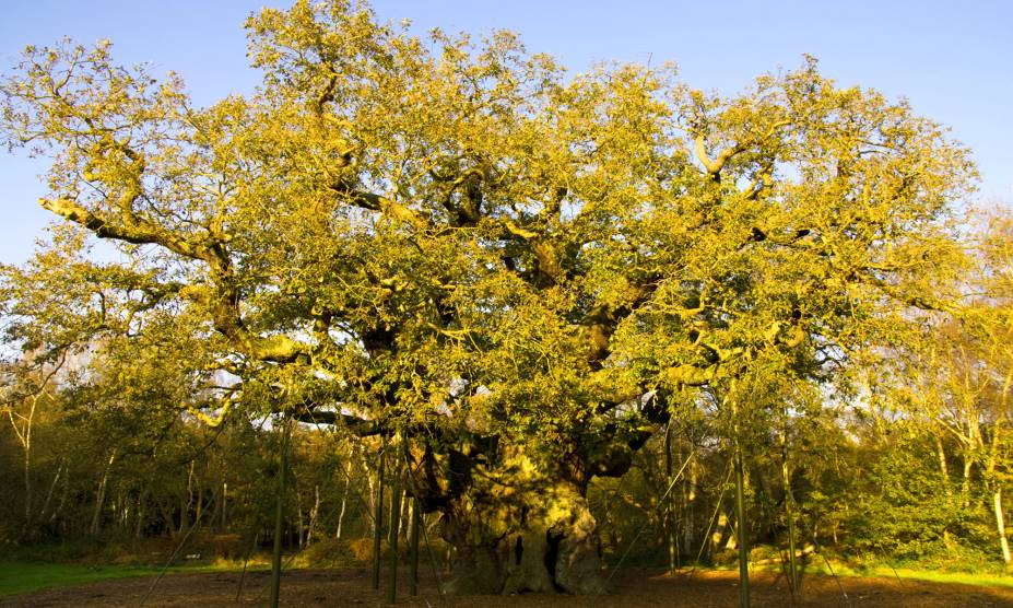 <strong>26. Floresta de Sherwood, Nottingham, <a href="https://viajeaqui.abril.com.br/paises/reino-unido?iframe=true" rel="Reino Unido" target="_self">Reino Unido</a></strong> Se você é fascinado pelas histórias de Robin Hood, precisa conhecer essa floresta inglesa! Diz a lenda que aqui viveu o lendário personagem, um ladrão que roubava dos ricos para dar aos pobres. Caminhar por suas trilhas é como ser transportado para dentro das aventuras de Hobin Hood. A melhor época para visitar a floresta é em julho, quando ocorre o festival temático e milhares de pessoas se vestem a caráter e praticam atividades como arco e flecha. <a href="https://www.booking.com/city/gb/nottingham.pt-br.html?sid=efe6c9de408bb8d78e20e017e616e9f8;dcid=4?aid=332455&label=viagemabril-florestasencantadas" rel="Veja preços de hotéis próximos a Nottingham no Booking.com" target="_blank">Veja preços de hotéis em Nottingham no Booking.com</a> <strong>26. Floresta de Sherwood, Nottingham, <a href="https://viajeaqui.abril.com.br/paises/reino-unido?iframe=true" rel="Reino Unido" target="_self">Reino Unido</a></strong> Se você é fascinado pelas histórias de Robin Hood, precisa conhecer essa floresta inglesa! Diz a lenda que aqui viveu o lendário personagem, um ladrão que roubava dos ricos para dar aos pobres. Caminhar por suas trilhas é como ser transportado para dentro das aventuras de Hobin Hood. A melhor época para visitar a floresta é em julho, quando ocorre o festival temático e milhares de pessoas se vestem a caráter e praticam atividades como arco e flecha. <a href="https://www.booking.com/city/gb/nottingham.pt-br.html?sid=efe6c9de408bb8d78e20e017e616e9f8;dcid=4?aid=332455&label=viagemabril-florestasencantadas" rel="Veja preços de hotéis próximos a Nottingham no Booking.com" target="_blank">Veja preços de hotéis em Nottingham no Booking.com</a>