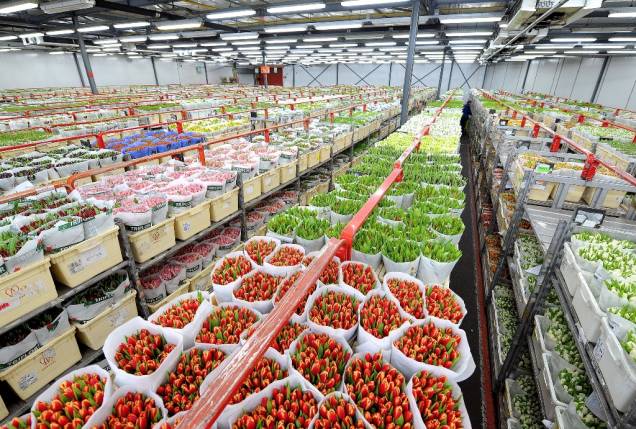 <strong>Mercado de Flores de Aalsmeer, Holanda</strong> Localizado a poucos quilômetros da capital Amsterdã, Aalsmeer fica estrategicamente próxima ao aeroporto de Schiphol e da maior área produtora de tulipas da <a href="https://viajeaqui.abril.com.br/paises/holanda" target="_blank" rel="noopener">Holanda</a>, Rijnland. Neste gigantesco <a href="https://viajeaqui.abril.com.br/estabelecimentos/holanda-amsterda-atracao-leilao-de-flores-de-aalsmeer" target="_blank" rel="noopener">mercado de flores </a>– o maior do mundo, negociantes participam de um dos mais inusitados leilões do mundo. Carrinhos repletos de flores – previamente inspecionados – passam em frente aos compradores, que deverão fazer seus lances. Detalhe: o preço vai do mais alto para o mais baixo, ou seja, há apenas um lance vencedor. Como os lotes passam numa velocidade frenética, a tensão é permanente.Mais em: <a href="https://viajeaqui.abril.com.br/materias/48-horas-em-amsterda#" target="_blank" rel="noopener">48 Horas em Amsterdã</a> <strong>Mercado de Flores de Aalsmeer, Holanda</strong> Localizado a poucos quilômetros da capital Amsterdã, Aalsmeer fica estrategicamente próxima ao aeroporto de Schiphol e da maior área produtora de tulipas da <a href="https://viajeaqui.abril.com.br/paises/holanda" target="_blank" rel="noopener">Holanda</a>, Rijnland. Neste gigantesco <a href="https://viajeaqui.abril.com.br/estabelecimentos/holanda-amsterda-atracao-leilao-de-flores-de-aalsmeer" target="_blank" rel="noopener">mercado de flores </a>– o maior do mundo, negociantes participam de um dos mais inusitados leilões do mundo. Carrinhos repletos de flores – previamente inspecionados – passam em frente aos compradores, que deverão fazer seus lances. Detalhe: o preço vai do mais alto para o mais baixo, ou seja, há apenas um lance vencedor. Como os lotes passam numa velocidade frenética, a tensão é permanente.Mais em: <a href="https://viajeaqui.abril.com.br/materias/48-horas-em-amsterda#" target="_blank" rel="noopener">48 Horas em Amsterdã</a>