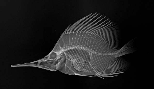 Raio-x de um <em>Forcipiger longirostris</em>, parte de uma exposição do Museu de História Natural Raio-x de um <em>Forcipiger longirostris</em>, parte de uma exposição do Museu de História Natural