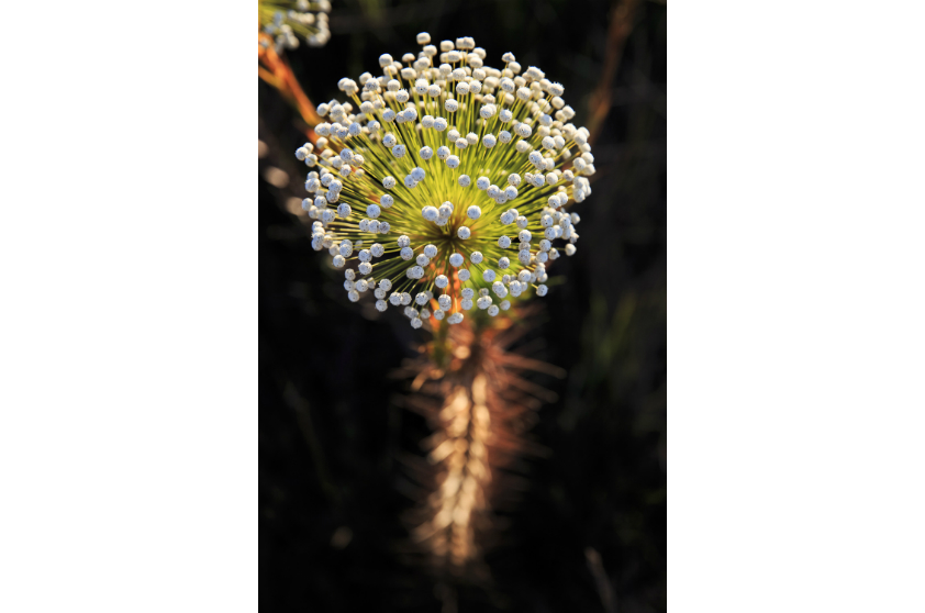 Altar de bonecas japonesas (hinadan) na Festa de Flores e Morangos de Atibaia, em São Paulo - edição de 2012 Altar de bonecas japonesas (hinadan) na Festa de Flores e Morangos de Atibaia, em São Paulo - edição de 2012
