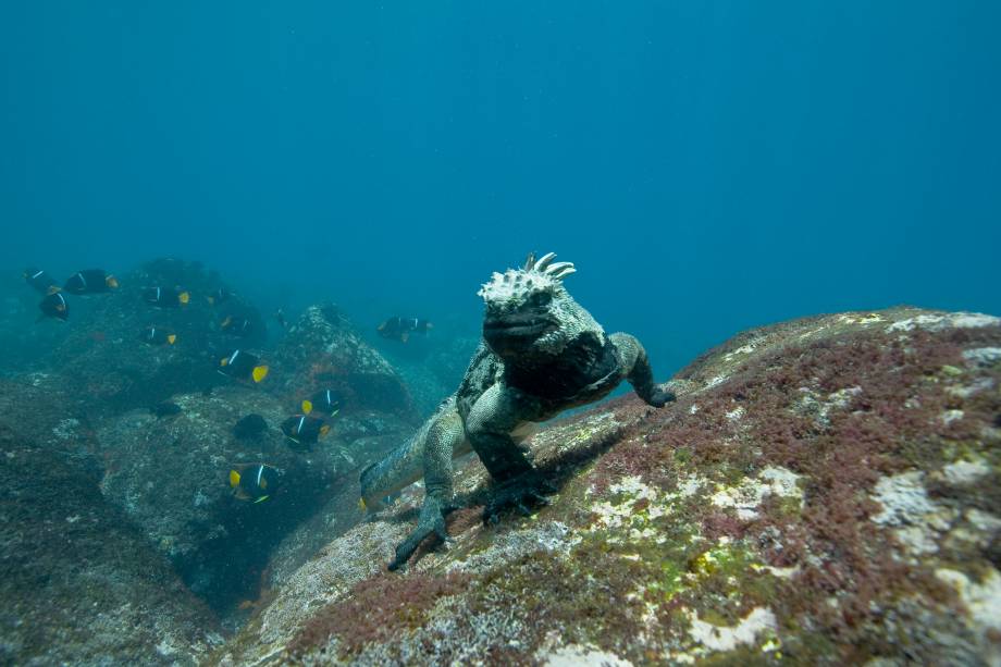 Iguana-marinha, nas Ilhas Galápagos; com a ideia de "ser peixe entre os peixes", a equipe dos diretores Jacques Perrin e Jacques Cluzaud construiu três tipos de câmeras para captar as imagens