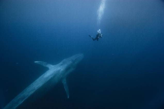Mergulhador e baleia-azul, na Califórnia; foto faz parte da mostra Oceanos, com 35 imagens do fundo do mar, em cartaz até 1º de julho no Centro Cultural Correios, no Rio de Janeiro Mergulhador e baleia-azul, na Califórnia; foto faz parte da mostra Oceanos, com 35 imagens do fundo do mar, em cartaz até 1º de julho no Centro Cultural Correios, no Rio de Janeiro