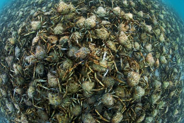 Empilhamento de milhares de caranguejos reunidos para mudança de pele no sul da Austrália. Os crustáceos cobrem o fundo do mar com um metro de espessura Empilhamento de milhares de caranguejos reunidos para mudança de pele no sul da Austrália. Os crustáceos cobrem o fundo do mar com um metro de espessura