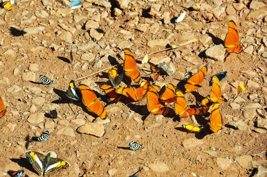 A vida como ela é no Parque Nacional Iguazú A vida como ela é no Parque Nacional Iguazú