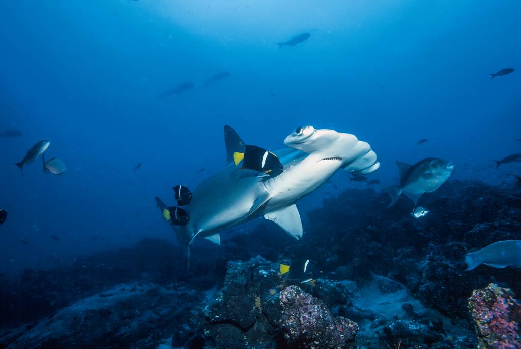 Tubarão-martelo, em Galápagos, Equador Tubarão-martelo, em Galápagos, Equador
