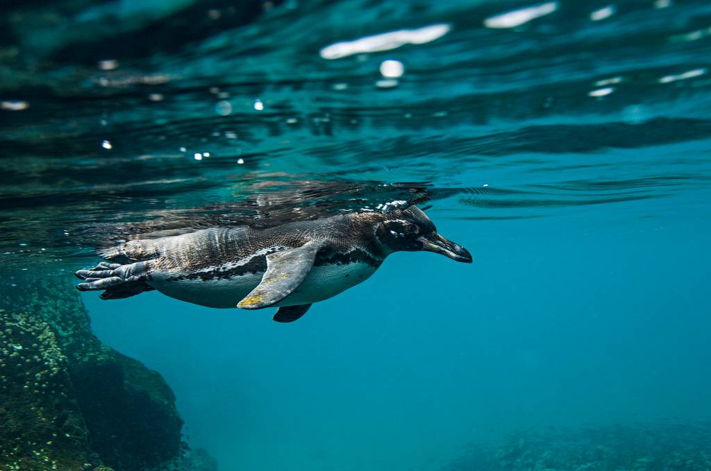 Pinguim do Arquipélago de Galápagos, Equador Pinguim do Arquipélago de Galápagos, Equador