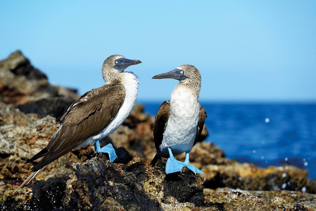 Atobás de patas azuis, em Galápagos Atobás de patas azuis, em Galápagos