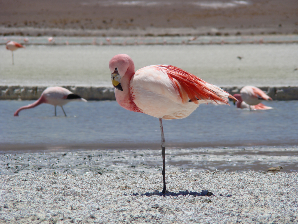 Flamingo no Salar do <a href="https://viajeaqui.abril.com.br/cidades/bolivia-uyuni" rel="Uyuni" target="_blank">Uyuni</a>, <a href="https://viajeaqui.abril.com.br/paises/bolivia" rel="Bol&iacute;via" target="_blank">Bol&iacute;via</a>