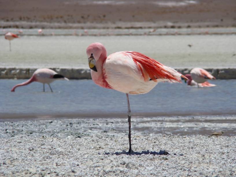 Flamingo no Salar do <a href="https://viajeaqui.abril.com.br/cidades/bolivia-uyuni" rel="Uyuni" target="_blank">Uyuni</a>, <a href="https://viajeaqui.abril.com.br/paises/bolivia" rel="Bol&iacute;via" target="_blank">Bol&iacute;via</a>