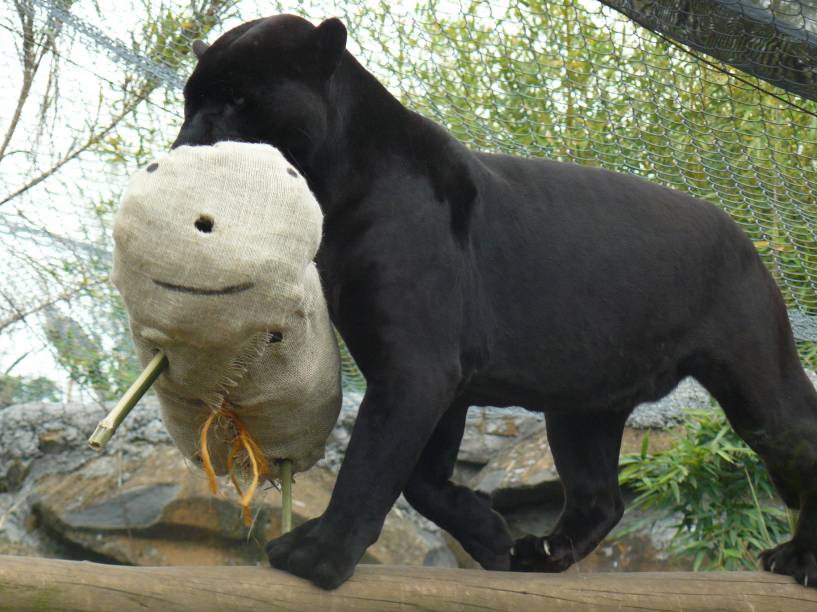 Onça Preta no Gramado Zoo, Gramado (RS) Onça Preta no Gramado Zoo, Gramado (RS)