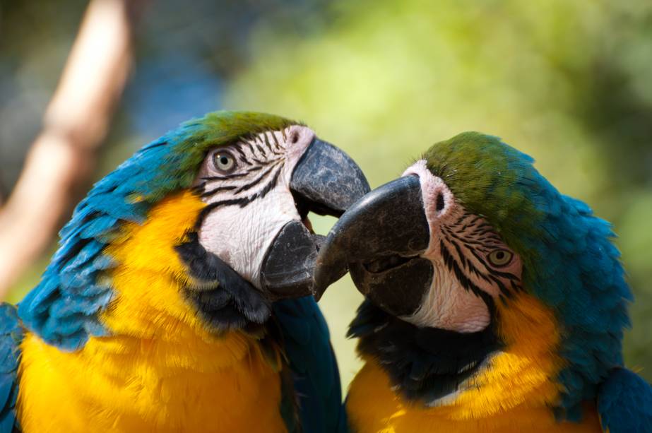 Araras do Gramado Zoo, Gramado (RS) Araras do Gramado Zoo, Gramado (RS)