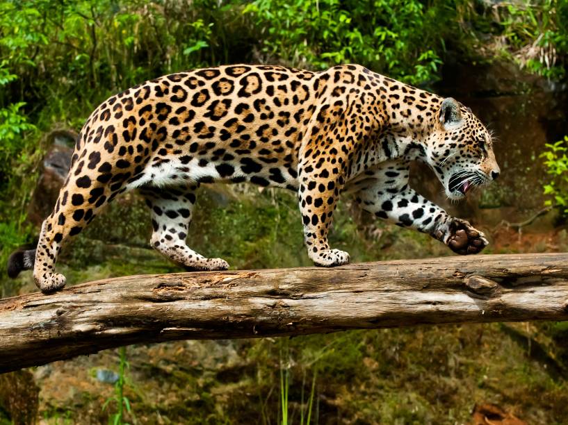 Onça Pintada no Gramado Zoo, Gramado (RS) Onça Pintada no Gramado Zoo, Gramado (RS)