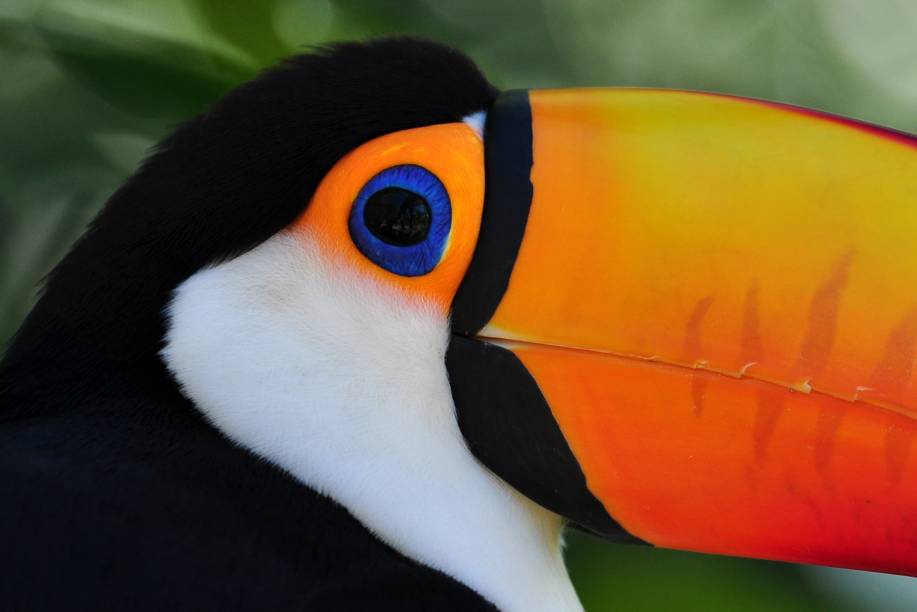 Tucano no Gramado Zoo, Gramado (RS) Tucano no Gramado Zoo, Gramado (RS)