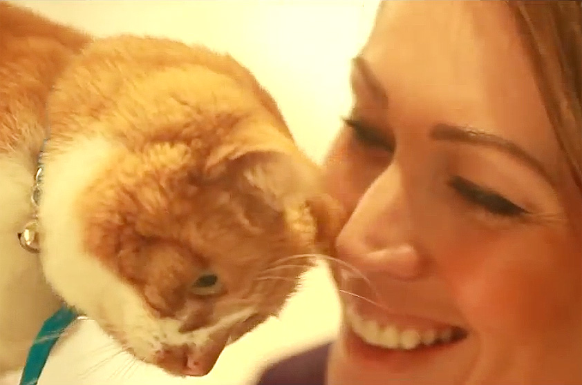 Além da comida e conforto, os gatos ganham atenção especial dos funcionários do hotel Além da comida e conforto, os gatos ganham atenção especial dos funcionários do hotel