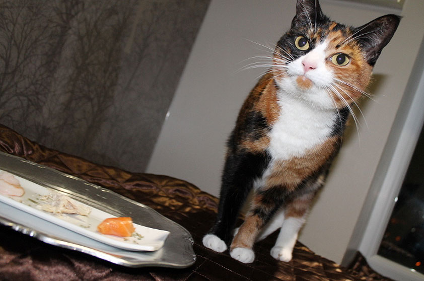 Um dos hóspedes se delicia com a principal refeição do dia Um dos hóspedes se delicia com a principal refeição do dia