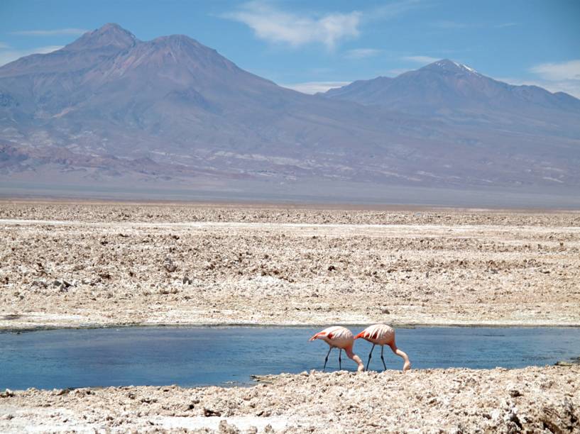 No <a href="https://viajeaqui.abril.com.br/estabelecimentos/chile-san-pedro-de-atacama-atracao-salar-do-atacama">Salar do Atacama</a>, a cerca de 2300 metros de altitude, está o Parque Nacional dos Flamingos. A Laguna de Chaxa é um dos locais bons para observar as diversas espécies de flamingos de penas rosadas, que se alimentam de um pequeno camarão que vive na água salgada. No <a href="https://viajeaqui.abril.com.br/estabelecimentos/chile-san-pedro-de-atacama-atracao-salar-do-atacama">Salar do Atacama</a>, a cerca de 2300 metros de altitude, está o Parque Nacional dos Flamingos. A Laguna de Chaxa é um dos locais bons para observar as diversas espécies de flamingos de penas rosadas, que se alimentam de um pequeno camarão que vive na água salgada.