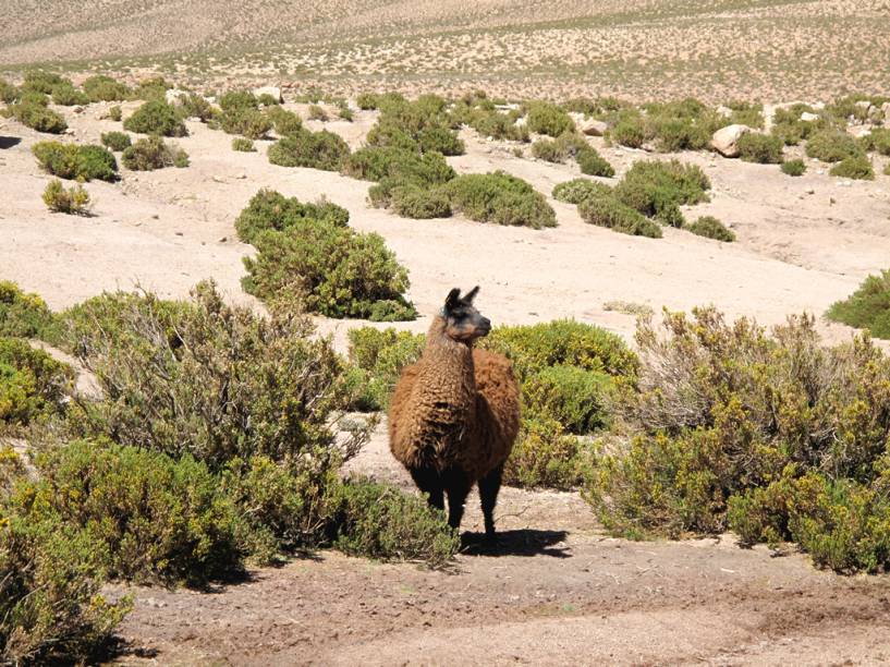 O simpático animal da família dos camelídeos costuma ser criado por povoados da região do Atacama, no Chile, assim como em seus países vizinhos. Dele se aproveita o couro, a lã e a carne. É possível provar a carne de lhama em San Pedro e nos povoados dos arredores, onde os espetinhos (<em>anticuchos</em>) fazem sucesso entre os turistas O simpático animal da família dos camelídeos costuma ser criado por povoados da região do Atacama, no Chile, assim como em seus países vizinhos. Dele se aproveita o couro, a lã e a carne. É possível provar a carne de lhama em San Pedro e nos povoados dos arredores, onde os espetinhos (<em>anticuchos</em>) fazem sucesso entre os turistas