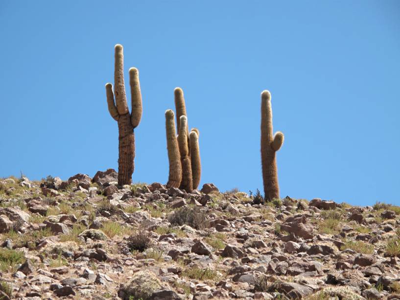 Os cactos crescem apenas cerca de 1 centímetro por ano, o que leva a conclusão de que vários deles são centenários Os cactos crescem apenas cerca de 1 centímetro por ano, o que leva a conclusão de que vários deles são centenários