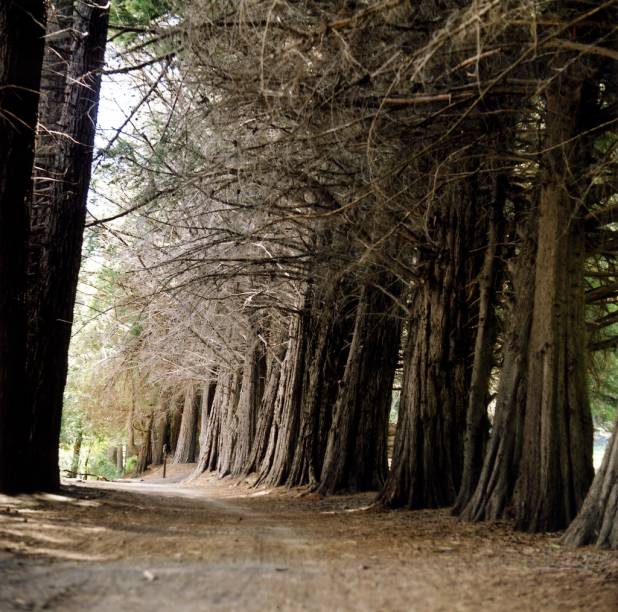 A Isla Victoria, uma das boas atrações de Bariloche, é toda ocupada por uma alameda de sequoias, que podem ser apreciadas através de uma curta trilha de 600 metros