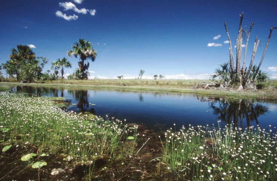 Entre os destaques da vegetação do Jalapão, está o <strong>capim dourado</strong>, muito utilizado por artesãos locais Entre os destaques da vegetação do Jalapão, está o <strong>capim dourado</strong>, muito utilizado por artesãos locais