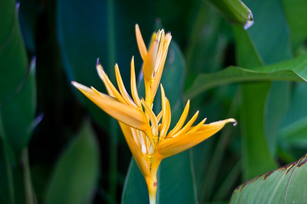 Flores são onipresentes nos jardins de Fiji