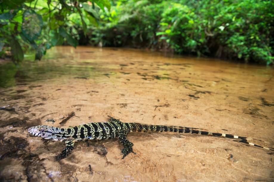 Olhei até ter certeza que era aquilo mesmo - um lagarto teiú (<em>Tupinambis teguixim</em>). Na água clara do riacho, mergulhado! Jamais vira coisa assim em anos de andanças na Mata Atlântica. Entramos no rio, e ele permaneceu onde estava, com dois palmos de água sobre o corpo. Foi quando fiz esta imagem inusitada