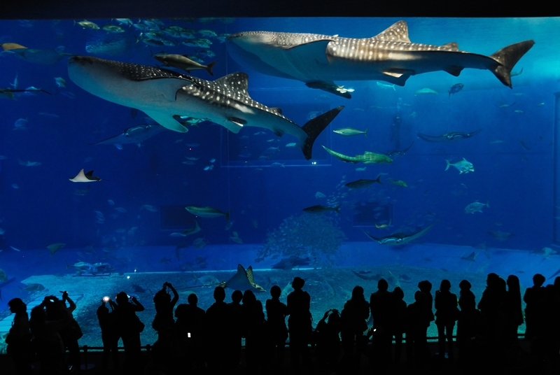 <strong>Okinawa Churaumi Aquarium, Jap&atilde;o</strong>Um tanque gigantesco chamado de Kuroshio Sea Tank &eacute; a principal atra&ccedil;&atilde;o do Okinawa Churaumi Aquarium. <a href="https://viajeaqui.abril.com.br/materias/fotos-dos-maiores-animais-do-planeta" rel="Tubar&otilde;es-baleia" target="_self">Tubar&otilde;es-baleia</a>, os maiores peixes do mundo, dividem o espa&ccedil;o com raias e passam como se estivessem flutuando bem diante de seus olhos