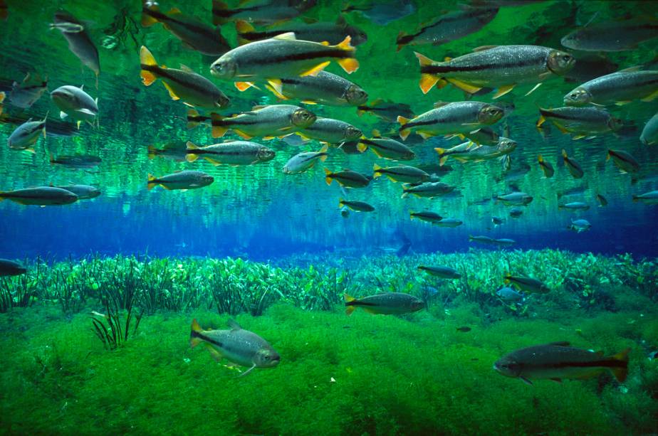 <strong>BONITO, MATO GROSSO DO SUL</strong>    Bonito não tem esse nome gratuitamente. Localizado na Serra da Bodoquena, no coração do Mato Grosso do Sul, o local é um espetáculo turístico e ecológico, com magníficas atrações e passeios. Considerado o melhor destino para mergulho fluvial do Brasil, é possível conhecer a nascente cristalina do Rio Baía Bonita, que forma o Aquário Natural, ou no Rio Sucuri, onde turistas podem nadar lado a lado com inúmeras espécies de peixes coloridos.    A Azul é a única companhia aérea que opera uma linha regular a partir de Campo Grande. Do aeroporto de Bonito até o Centro da cidade, cerca de12 km, a melhor opção é pegar um táxi. 