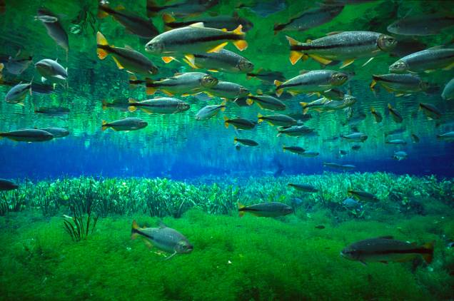 <strong>BONITO, MATO GROSSO DO SUL</strong> Bonito não tem esse nome gratuitamente. Localizado na Serra da Bodoquena, no coração do Mato Grosso do Sul, o local é um espetáculo turístico e ecológico, com magníficas atrações e passeios. Considerado o melhor destino para mergulho fluvial do Brasil, é possível conhecer a nascente cristalina do Rio Baía Bonita, que forma o Aquário Natural, ou no Rio Sucuri, onde turistas podem nadar lado a lado com inúmeras espécies de peixes coloridos. A Azul é a única companhia aérea que opera uma linha regular a partir de Campo Grande. Do aeroporto de Bonito até o Centro da cidade, cerca de12 km, a melhor opção é pegar um táxi. <strong>BONITO, MATO GROSSO DO SUL</strong> Bonito não tem esse nome gratuitamente. Localizado na Serra da Bodoquena, no coração do Mato Grosso do Sul, o local é um espetáculo turístico e ecológico, com magníficas atrações e passeios. Considerado o melhor destino para mergulho fluvial do Brasil, é possível conhecer a nascente cristalina do Rio Baía Bonita, que forma o Aquário Natural, ou no Rio Sucuri, onde turistas podem nadar lado a lado com inúmeras espécies de peixes coloridos. A Azul é a única companhia aérea que opera uma linha regular a partir de Campo Grande. Do aeroporto de Bonito até o Centro da cidade, cerca de12 km, a melhor opção é pegar um táxi.