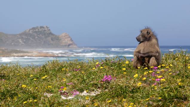Macacos babuínos podem ser avistados nas praias do parque nacional do Cabo da Boa Esperança, na <a href="https://viajeaqui.abril.com.br/cidades/africa-do-sul-cidade-do-cabo" rel="Cidade do Cabo" target="_blank">Cidade do Cabo</a>, <a href="https://viajeaqui.abril.com.br/paises/africa-do-sul" rel="África do Sul" target="_blank">África do Sul</a><strong>LEIA MAIS: <a href="https://viajeaqui.abril.com.br/vt/blogs/achados/2016/01/25/adriana-setti-x-babuinos-um-relato-tragicomico-na-africa-do-sul/" rel="um relato (engraçado) de um encontro da nossa blogueira com babuínos na praia" target="_blank">um relato (engraçado) de um encontro da nossa blogueira com babuínos na praia</a></strong> Macacos babuínos podem ser avistados nas praias do parque nacional do Cabo da Boa Esperança, na <a href="https://viajeaqui.abril.com.br/cidades/africa-do-sul-cidade-do-cabo" rel="Cidade do Cabo" target="_blank">Cidade do Cabo</a>, <a href="https://viajeaqui.abril.com.br/paises/africa-do-sul" rel="África do Sul" target="_blank">África do Sul</a><strong>LEIA MAIS: <a href="https://viajeaqui.abril.com.br/vt/blogs/achados/2016/01/25/adriana-setti-x-babuinos-um-relato-tragicomico-na-africa-do-sul/" rel="um relato (engraçado) de um encontro da nossa blogueira com babuínos na praia" target="_blank">um relato (engraçado) de um encontro da nossa blogueira com babuínos na praia</a></strong>
