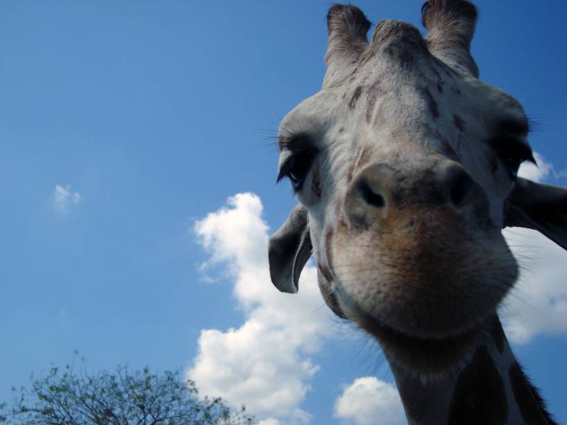 Simp&aacute;tica girafa do <a href="https://viajeaqui.abril.com.br/materias/busch-gardens-orlando" rel="Busch Gardens," target="_self">Busch Gardens,</a> <a href="https://viajeaqui.abril.com.br/cidades/estados-unidos-tampa" rel="Tampa" target="_self">Tampa</a>, <a href="https://viajeaqui.abril.com.br/paises/estados-unidos" rel="Estados Unidos" target="_self">Estados Unidos</a>