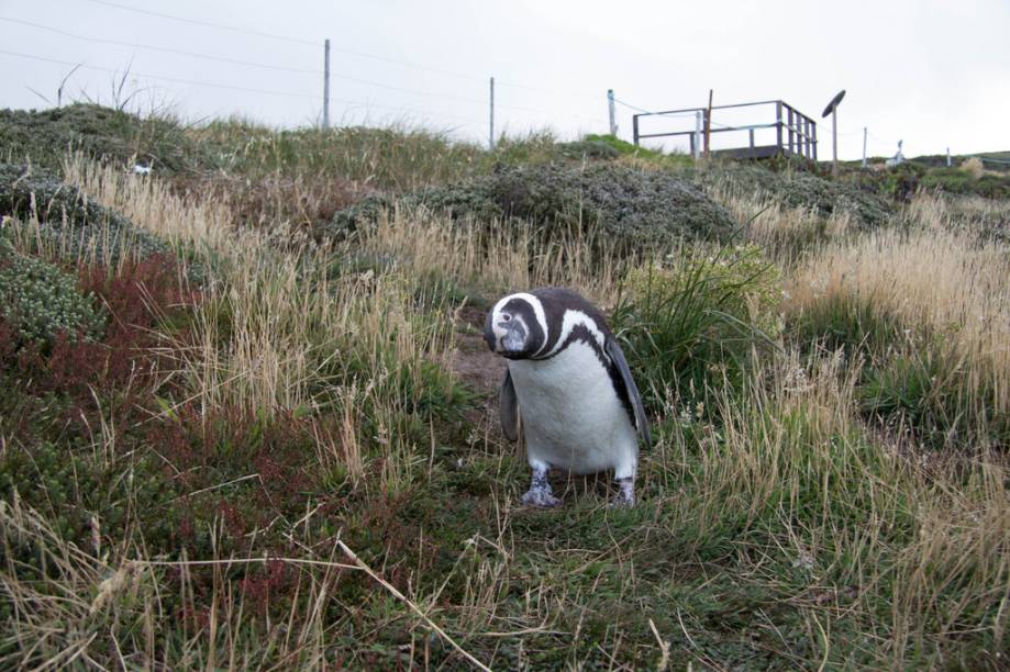 Também conhecidas como Falklands e eterno alvo de disputas territoriais entre britânicos e argentinos, estas ilhas também fazem parte de cruzeiros que visitam o Cabo Horn e a Península Antártica. E, sim, não faltarão pinguins para recebê-lo Também conhecidas como Falklands e eterno alvo de disputas territoriais entre britânicos e argentinos, estas ilhas também fazem parte de cruzeiros que visitam o Cabo Horn e a Península Antártica. E, sim, não faltarão pinguins para recebê-lo