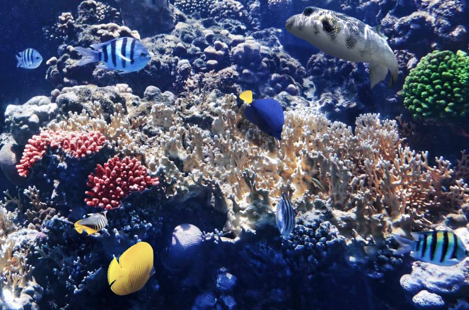 Os corais do Mar Vermelho são um prato cheio para quem curte mergulhar. <a href="https://viajeaqui.abril.com.br/materias/conheca-dez-lugares-incriveis-para-mergulhar-pelo-planeta" rel="Conheça outros lugares para praticar mergulho pelo mundo" target="_blank">Conheça outros lugares para praticar mergulho pelo mundo</a>.