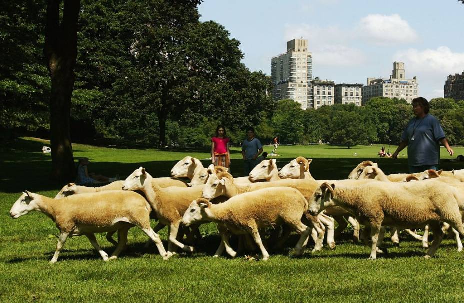 Não, ovelhas já não são vistas no Sheep Meadows do Central Park desde a primeira metade do século passado. As que vemos aqui foram usadas em uma filmagem especial. Hoje a área fica lotada de pessoas tomando banho de sol, crianças brincando e jovens jogando frisbee Não, ovelhas já não são vistas no Sheep Meadows do Central Park desde a primeira metade do século passado. As que vemos aqui foram usadas em uma filmagem especial. Hoje a área fica lotada de pessoas tomando banho de sol, crianças brincando e jovens jogando frisbee
